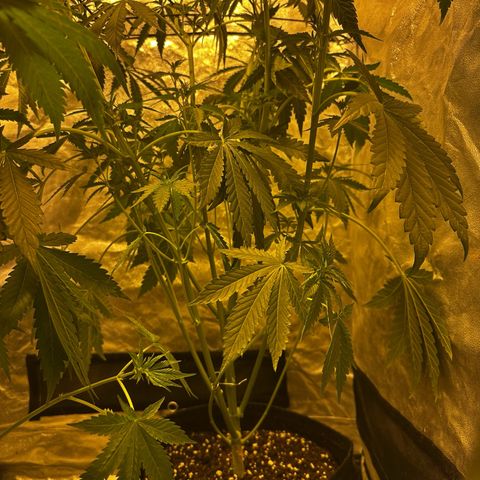 Mimosa Mary growlog photo: Lollipopped her today and low-stress-trained her a little with ScrOG and some wire.