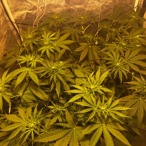 Mimosa Mary growlog photo: The brighter one is my girl is Pink Mist, the darker one is my girl Mimosa. Buds are coming in💚 
