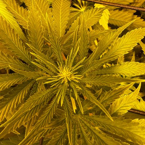 Mimosa Mary growlog photo: The brighter one is my girl is Pink Mist, the darker one is my girl Mimosa. Buds are coming in💚 