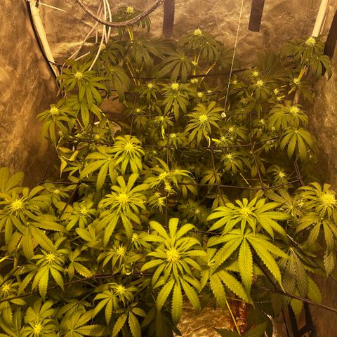 Mimosa Mary growlog photo: Mimosa is the one with the darker leaves (back right). Sadly, Mimosa had a pollen sack which opened today while I tried to remove it - now both my plants are (probably) sadly hermaphrodites. Anyways, buds are growing🌱