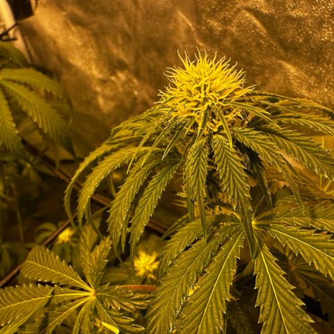 Mimosa Mary growlog photo: Mimosa is the one with the darker leaves (back right). Sadly, Mimosa had a pollen sack which opened today while I tried to remove it - now both my plants are (probably) sadly hermaphrodites. Anyways, buds are growing🌱