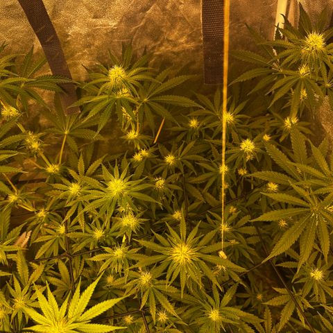 Mimosa Mary growlog timeline photo