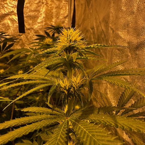 Mimosa Mary growlog timeline photo