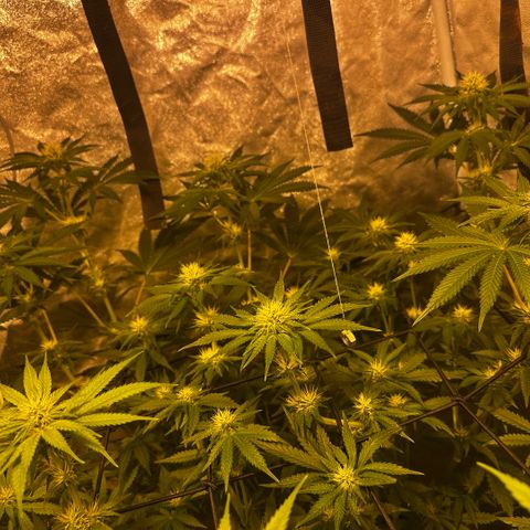 Mimosa Mary growlog timeline photo