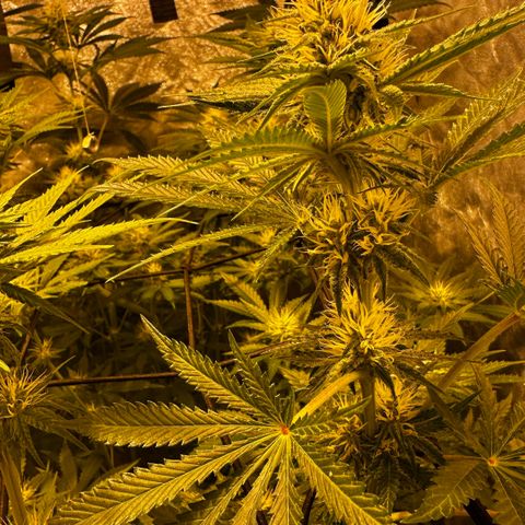 Mimosa Mary growlog timeline photo