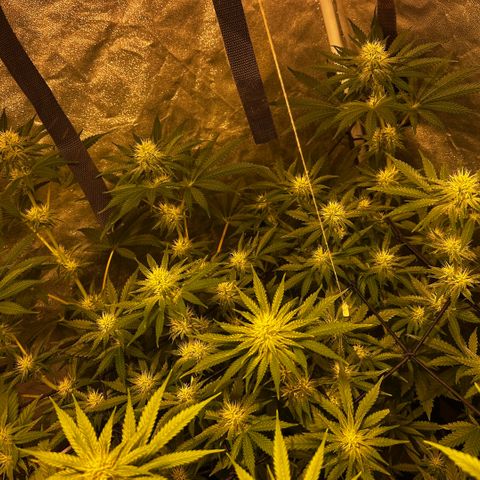 Mimosa Mary growlog timeline photo