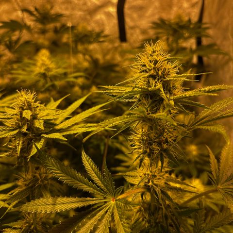 Mimosa Mary growlog timeline photo