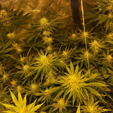 Mimosa Mary growlog timeline photo