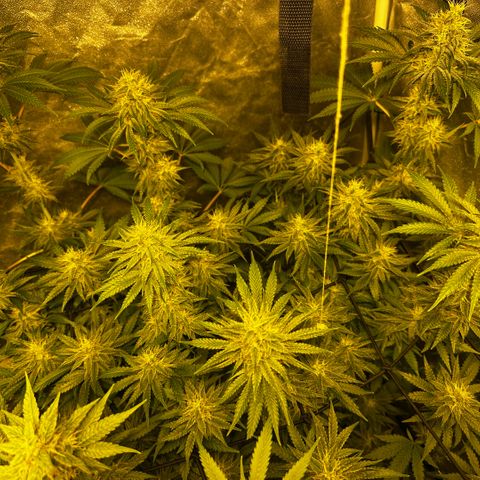 Mimosa Mary growlog timeline photo