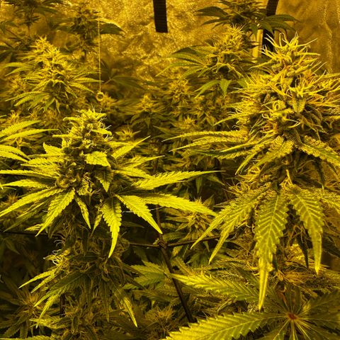 Mimosa Mary growlog timeline photo