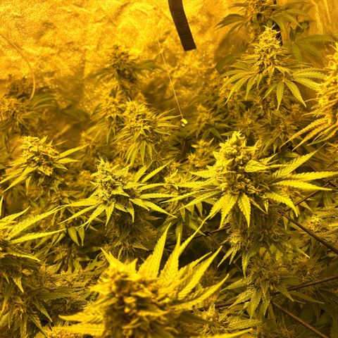 Mimosa Mary growlog photo: Trichomes are slowly turning milky/amber. Will harvest soon