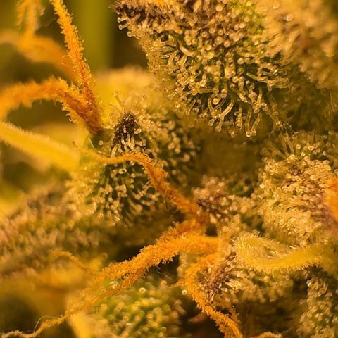 Mimosa Mary growlog photo: Trichomes are slowly turning milky/amber. Will harvest soon