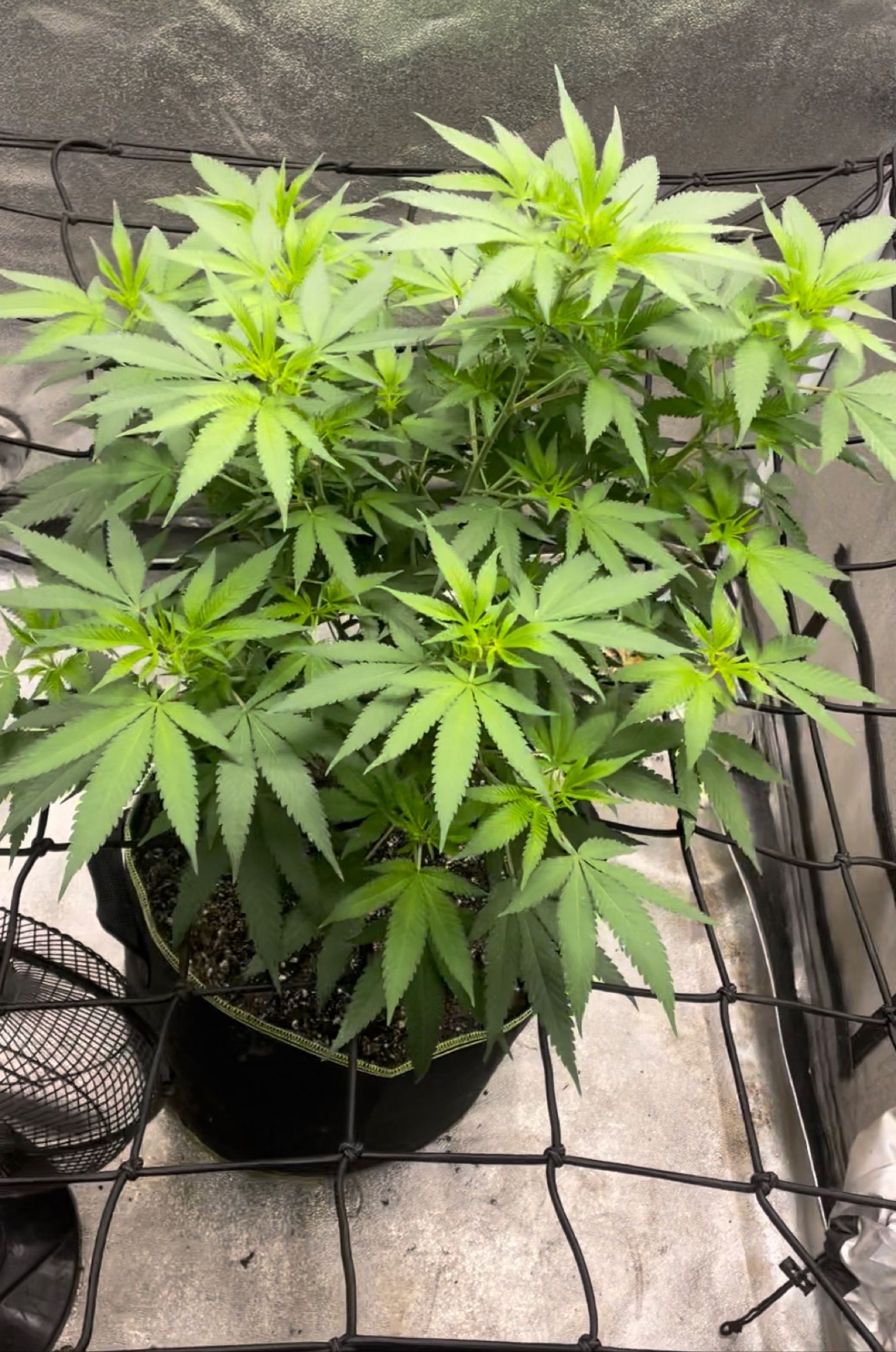 Black valley growlog header