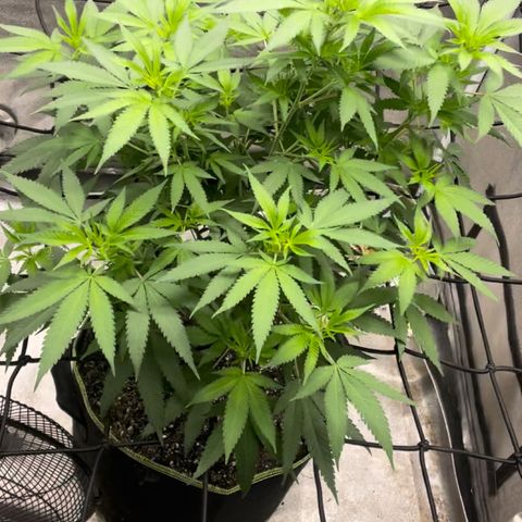 Black valley  growlog photo