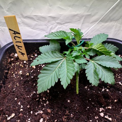 Alina  growlog timeline photo