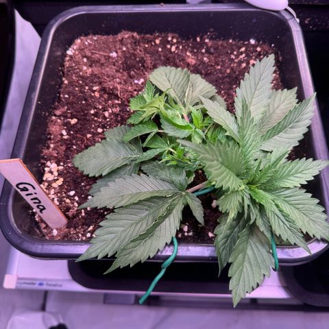 Gina  growlog timeline photo