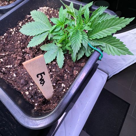 Eva growlog timeline photo