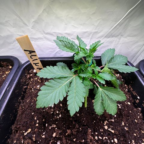 Alina  growlog timeline photo