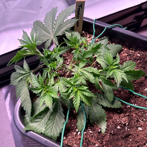 Francesca growlog timeline photo