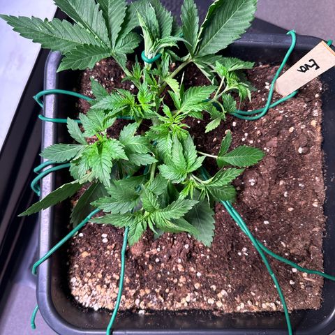 Eva growlog timeline photo