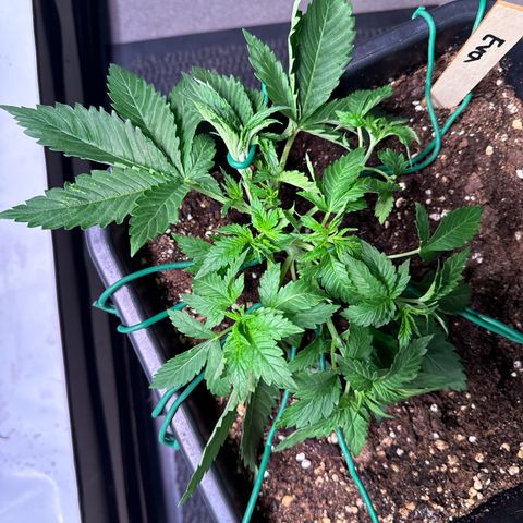 Eva growlog timeline photo