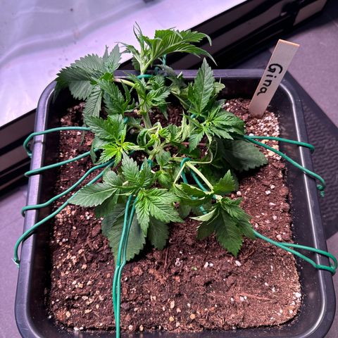 Gina  growlog timeline photo