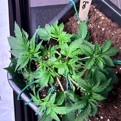 Eva growlog timeline photo