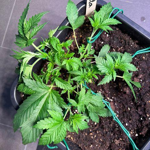 Giulietta growlog timeline photo