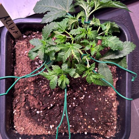 Alina  growlog timeline photo