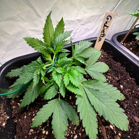 Giulietta growlog timeline photo