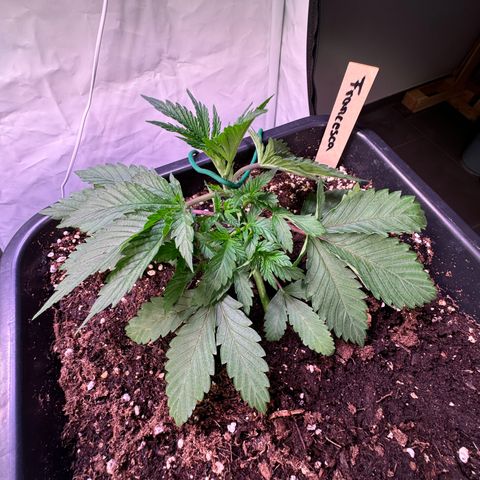 Francesca growlog timeline photo