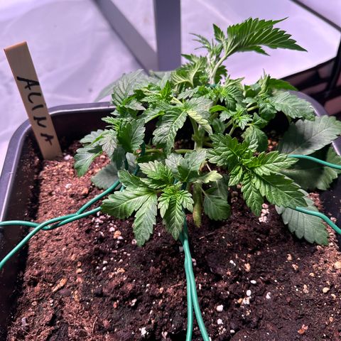 Alina  growlog timeline photo