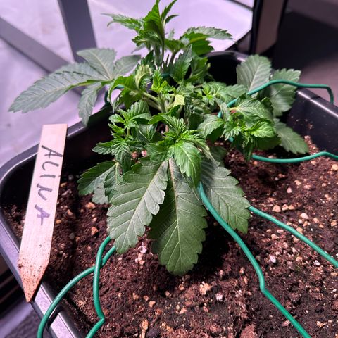 Alina  growlog timeline photo