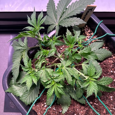 Francesca growlog timeline photo