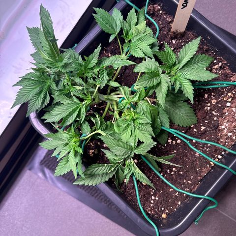 Eva growlog timeline photo