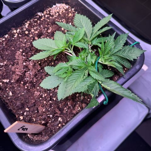Eva growlog timeline photo