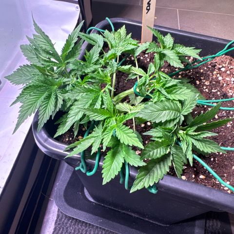 Eva growlog timeline photo