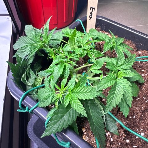 Eva growlog timeline photo