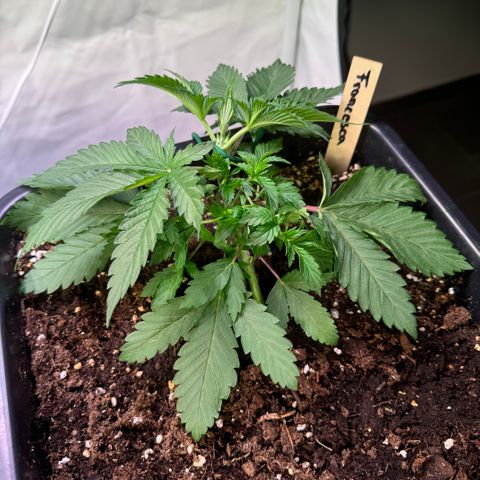 Francesca growlog timeline photo