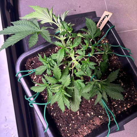Francesca growlog timeline photo