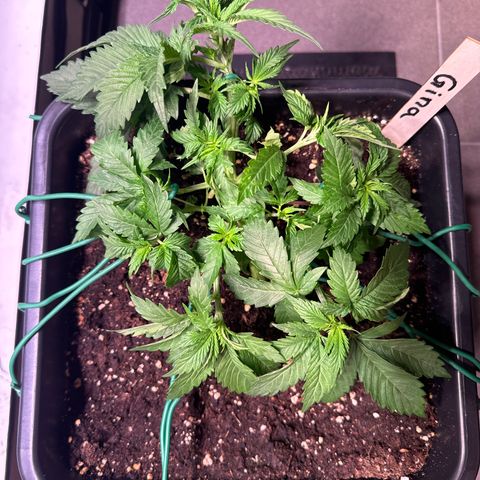Gina  growlog timeline photo