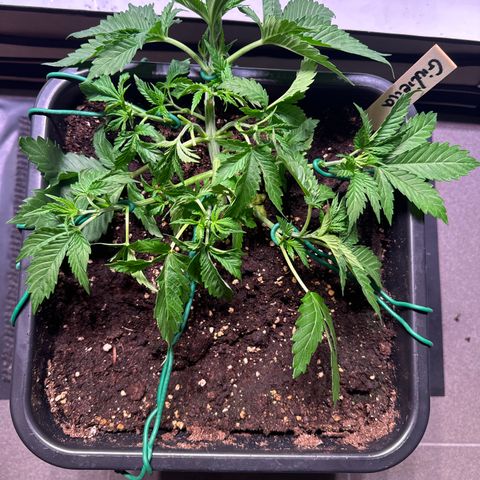 Giulietta growlog timeline photo