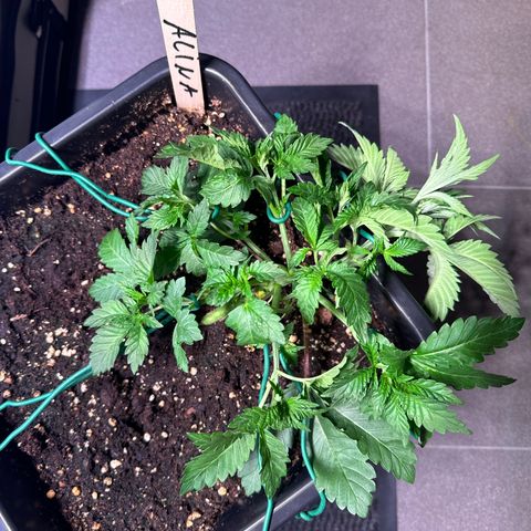 Alina  growlog timeline photo