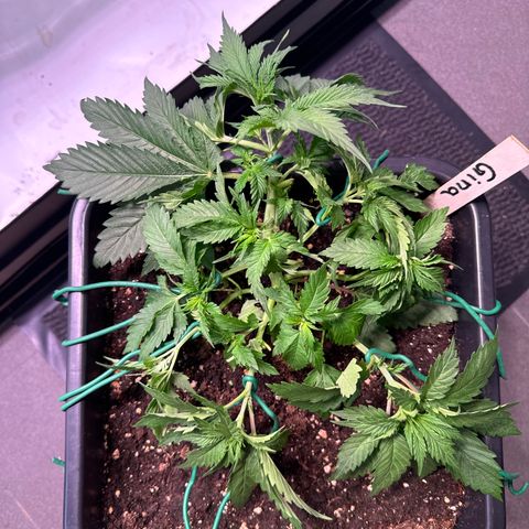 Gina  growlog timeline photo