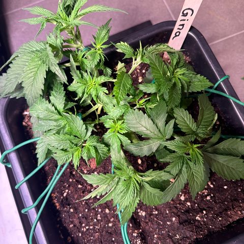Gina  growlog timeline photo
