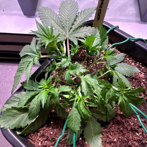 Francesca growlog timeline photo