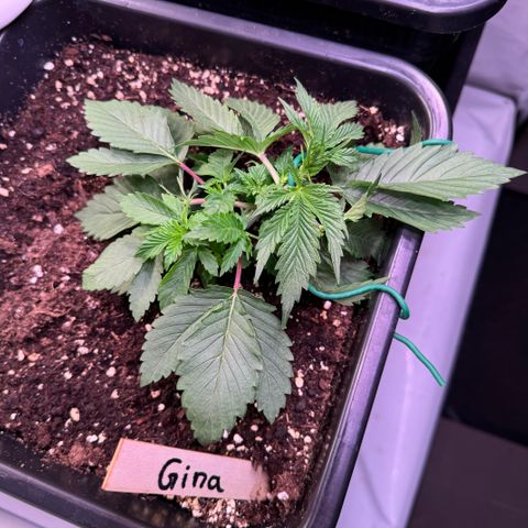 Gina  growlog timeline photo