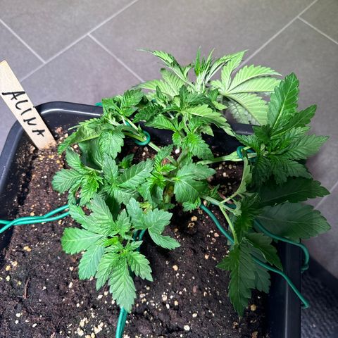 Alina  growlog timeline photo