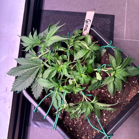 Gina  growlog timeline photo