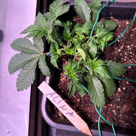Alina  growlog timeline photo